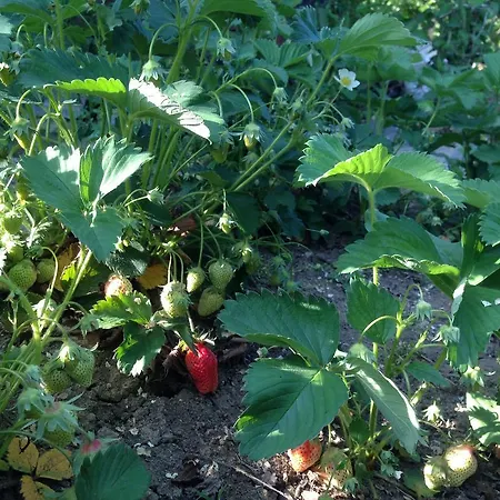 Kostadinovi بيت ضيافة *