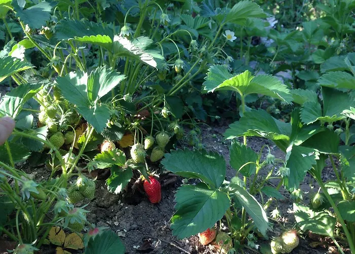 Kostadinovi Gasthof *