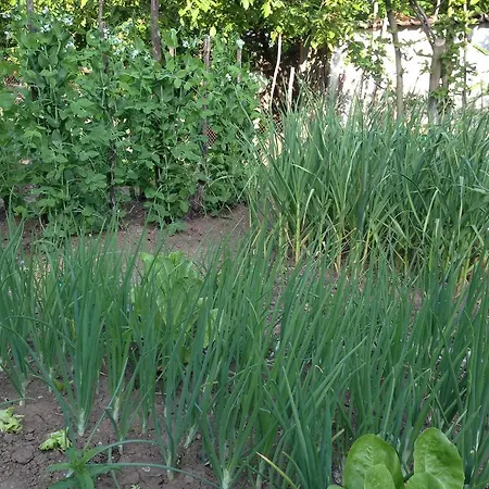 Kostadinovi * Lozenets