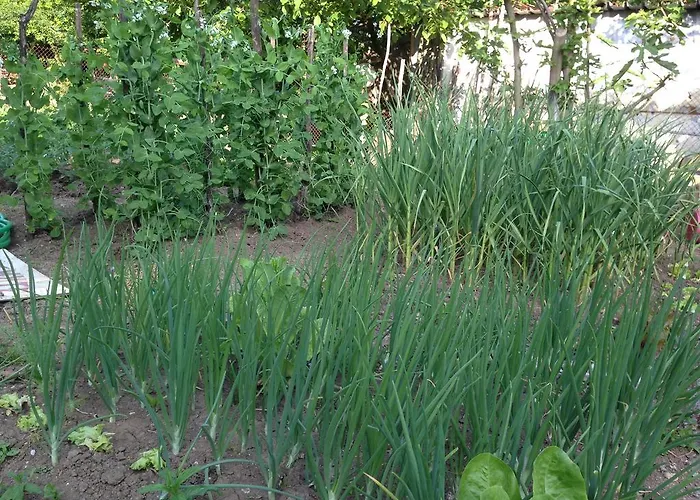 Kostadinovi * Lozenets